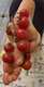 Pomodori ????